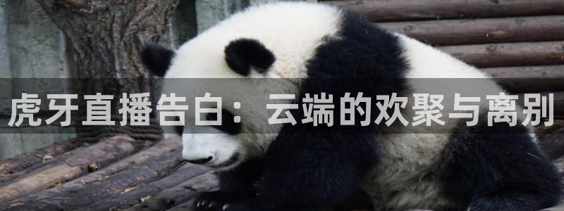 鲸鱼直播官网：虎牙直播告白：云端的欢聚与离别